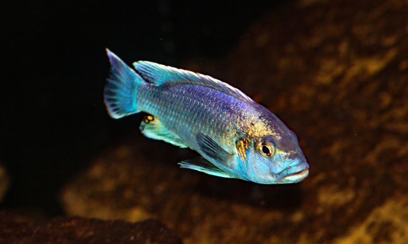 Melanochromis lepidiadaptes 'Makanjila Point'